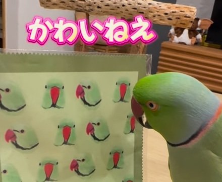【自分が好き過ぎるインコ】「自己肯定感の塊！」自分大好きインコの所業に「4800いいね！」