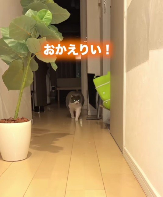 【全力お出迎え】甘え声と床ゴロンでアピールする猫の対応がたまらない…　「サイコ～にきゃわいい」