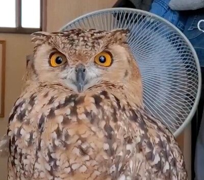 【眠たそうなフクロウ】本当に動画！？一点を見つめピクリとも動かずに睡魔と闘う！？フクロウの様子が面白すぎる！