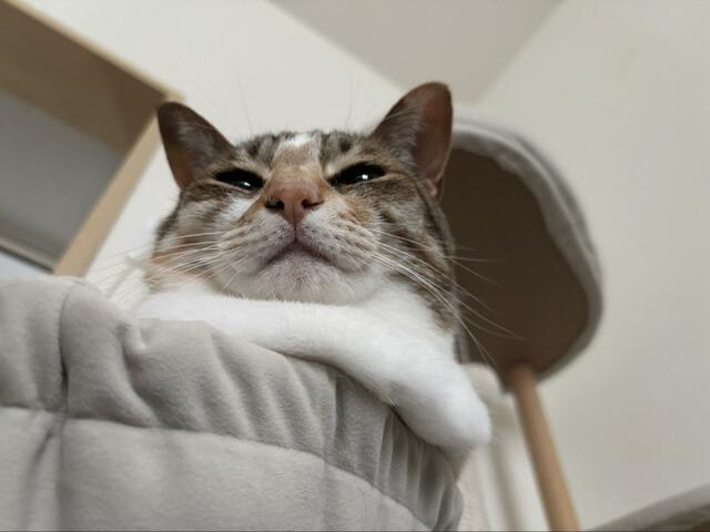 「おててかと思ったら」猫の“手らしきもの”の正体は…？横から見たかわいい姿にホッコリ