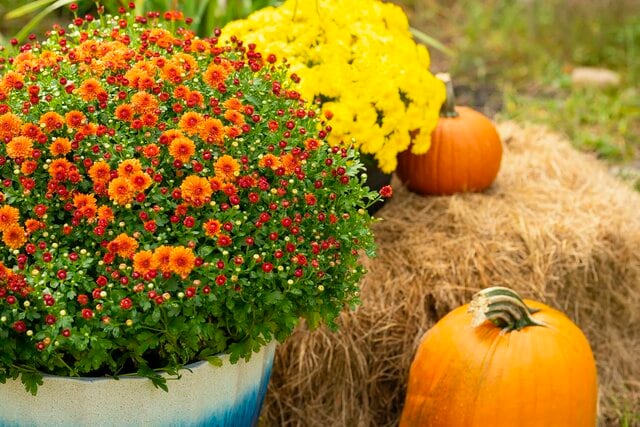 【ガーデニング】オレンジ＆イエローの花が咲く植物7選で、秋ガーデンを鮮やかに！