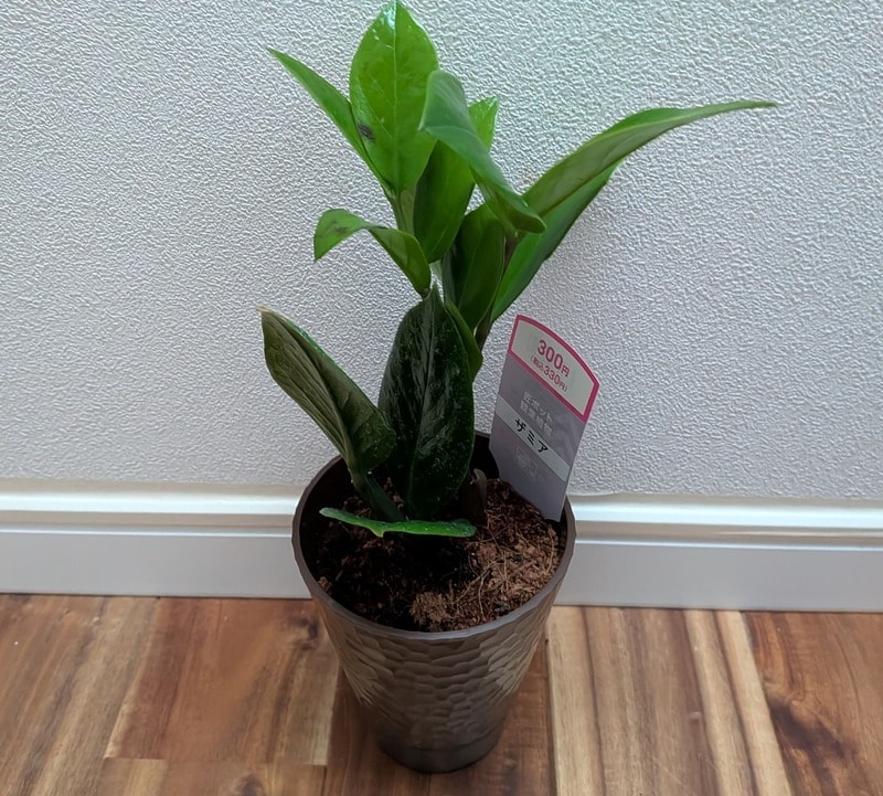 ダイソー　匠ポット観葉植物