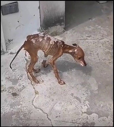 「見るたびに胸が張り裂けそうだった」骨と皮だけの子犬を保護 順調な回復ぶりにSNSで反響