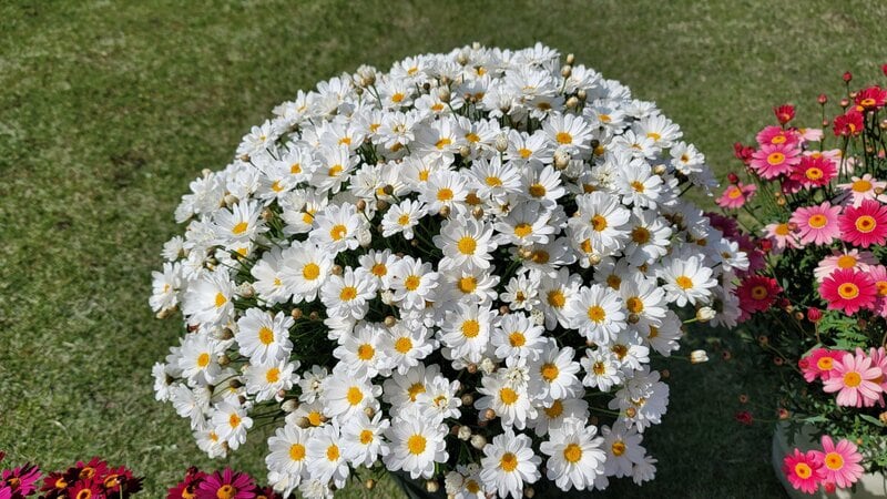 1株でモリモリ咲く！春の庭に迎えたい「育てやすいマーガレット」2品種。春から初夏まで長く花を咲かせます！ 