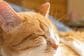 スヤスヤ眠る猫の「尻尾が落ちてるかと思った」　紛らわしい1枚にドキッとしちゃう