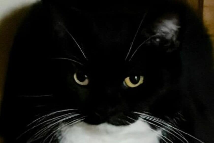 かわいい猫が「苦手なことにチャレンジ」する姿が話題　不安そうな表情に思わずキュン