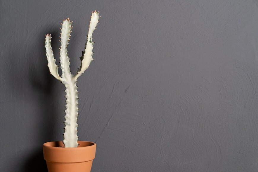 umitc/shutterstock.com