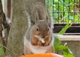 【埼玉県】「まるで忍者みたい！」東武動物公園「ホンドリス」のまさかの体勢に飼育員さんもびっくり！「だまし絵みたいなリス」