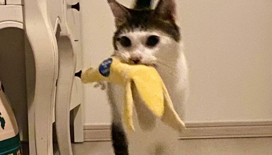 出所：@Saeroyi_cat