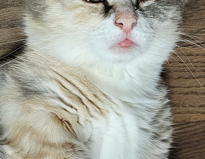 出所：@tokyonyanko0731