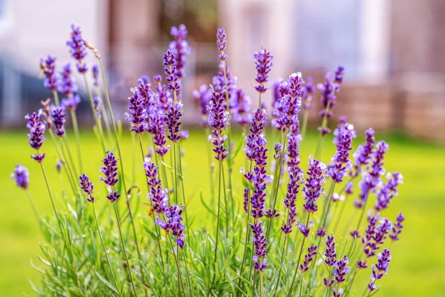 Vova Shevchuk/shutterstock.com