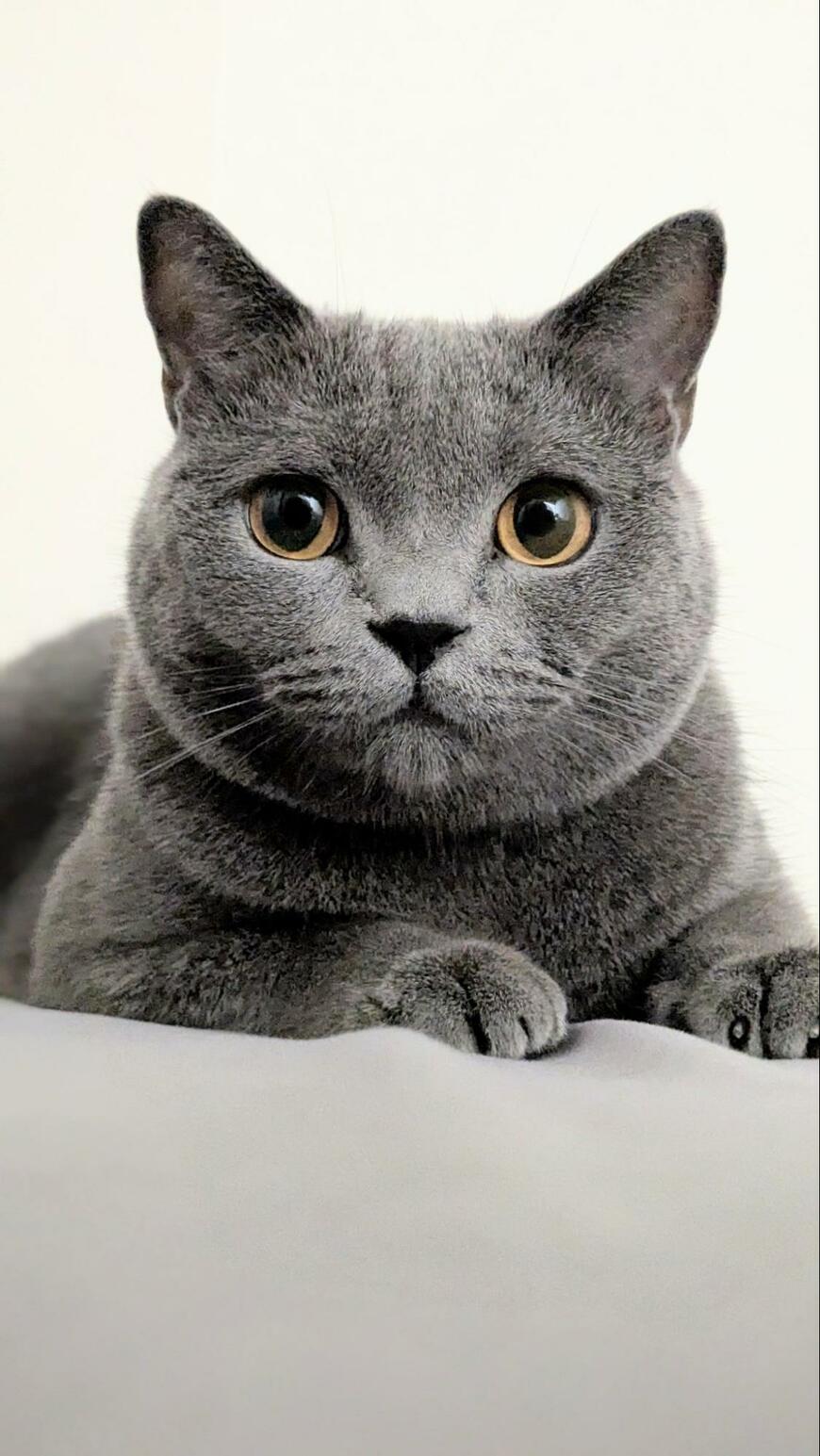 出所：@nekonotanukikun