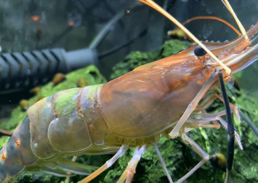 出所：@rebel250s_new