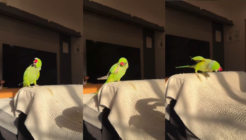 出所：@zundamame_cockatiel