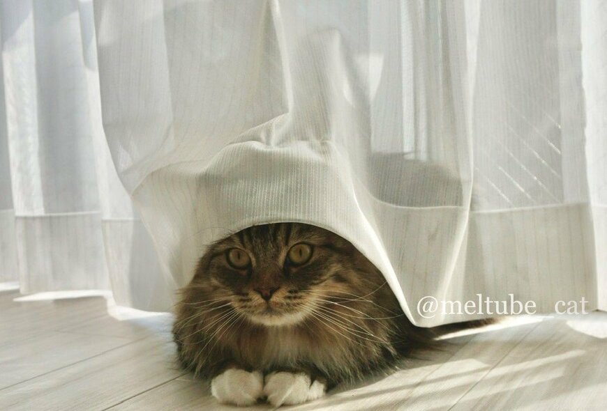 出所：@meltube_cat
