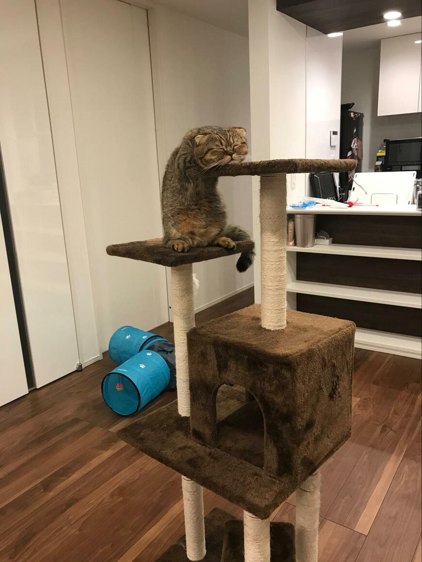 出所：@ponpokopontanu