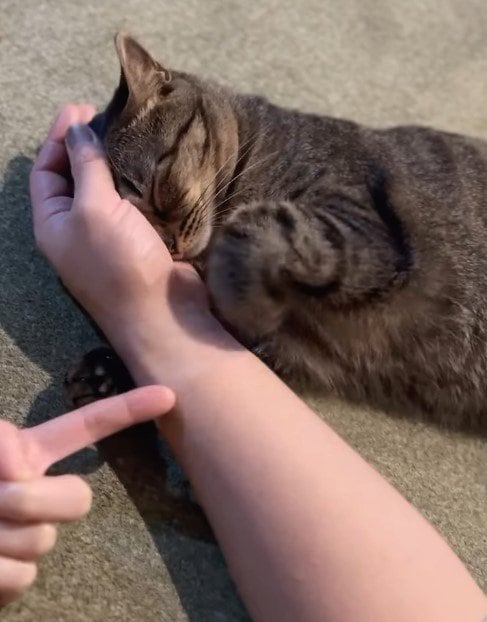 出所：@omame_mamegram