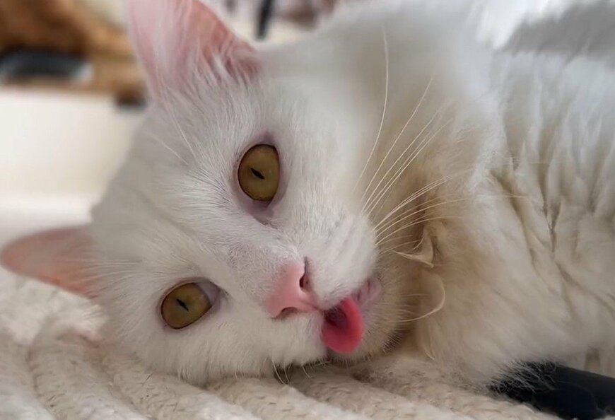 出所：@meltube_cat