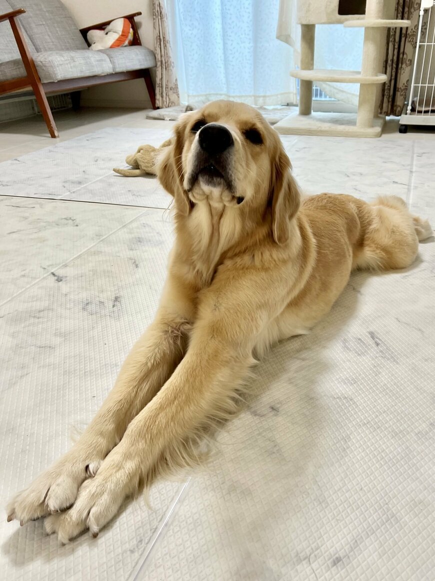 出所：@pu_channeldesu