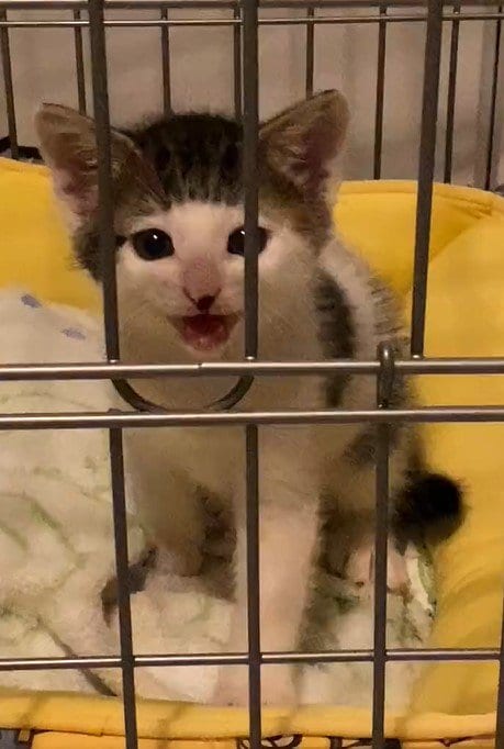 出所：@Saeroyi_cat