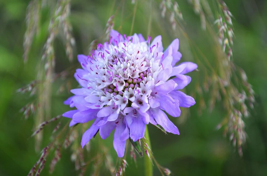 Miguel Toro/shutterstock.com