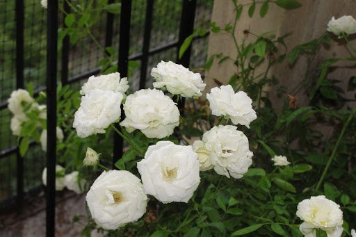 Oishiki/shutterstock.com