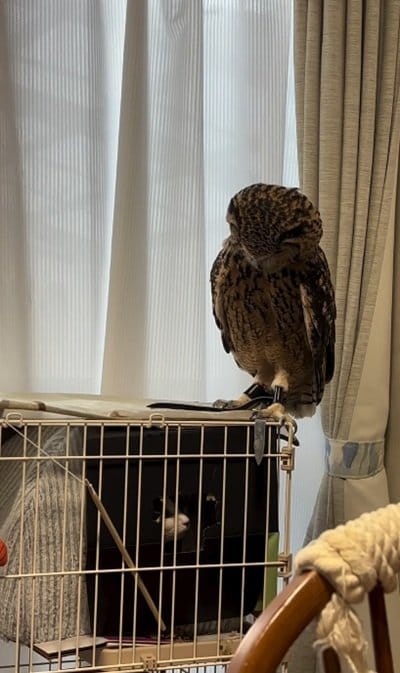 出所：@miracle_meg