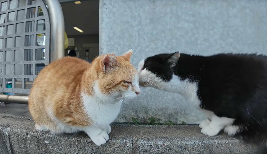 出所：@ImpressedCatVideo