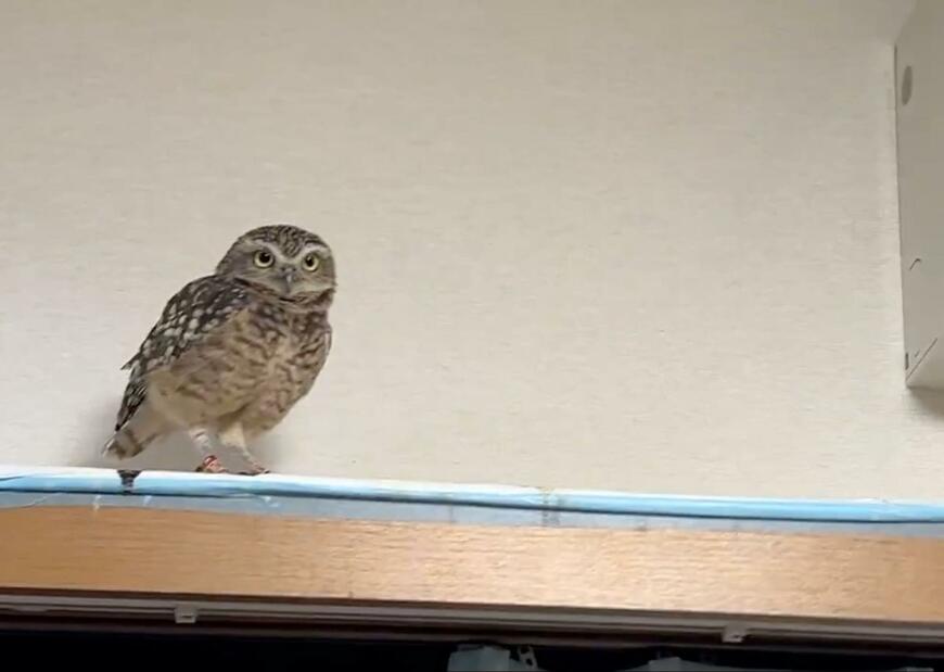 出所：@chimaki_anahori