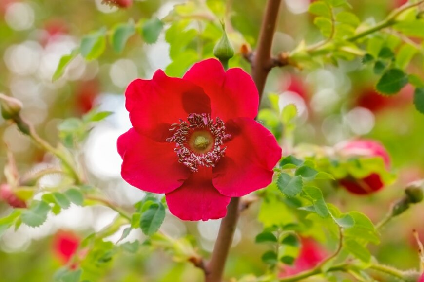 nnattalli/shutterstock.com