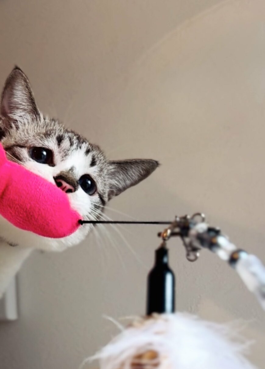 出所：@piennekomint