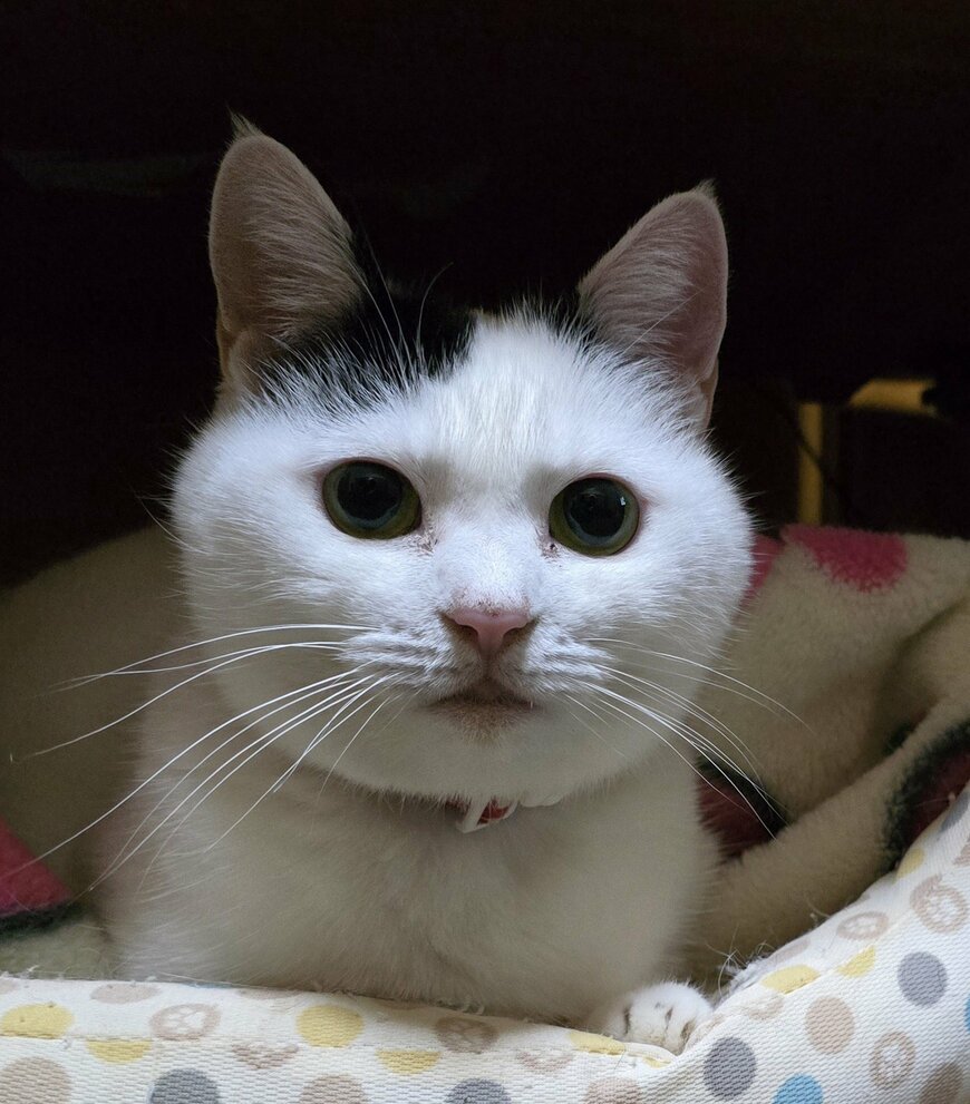 出所：@sironezumi77