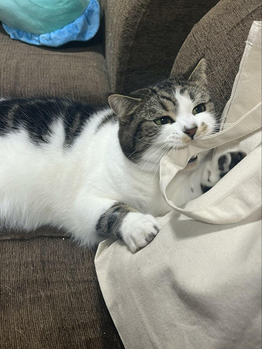 出所：@torotolo106106