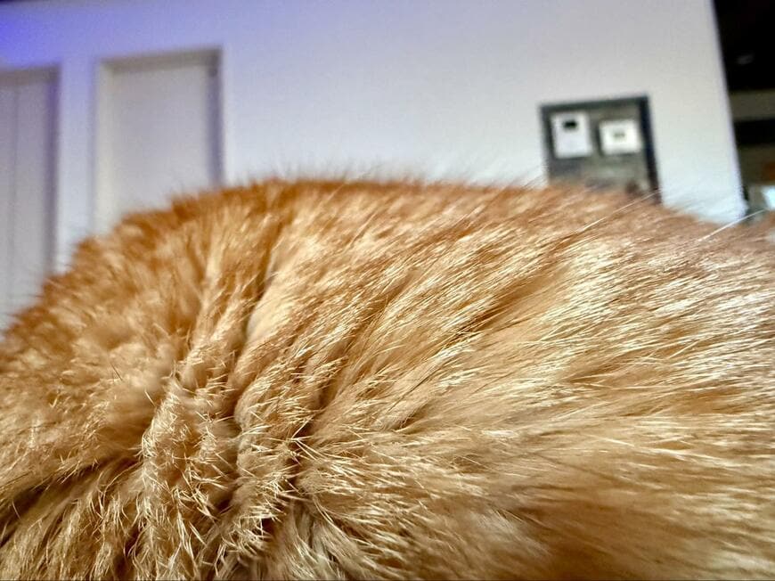 昼寝から目覚めると「目の前に猫の尻」。さらにその先を見ると…まさかの事態に「至福すぎる」