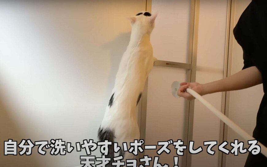 【シャンプー中の猫ちゃん】洗いやすいポーズを取って偉すぎる！「本気で天才」の声