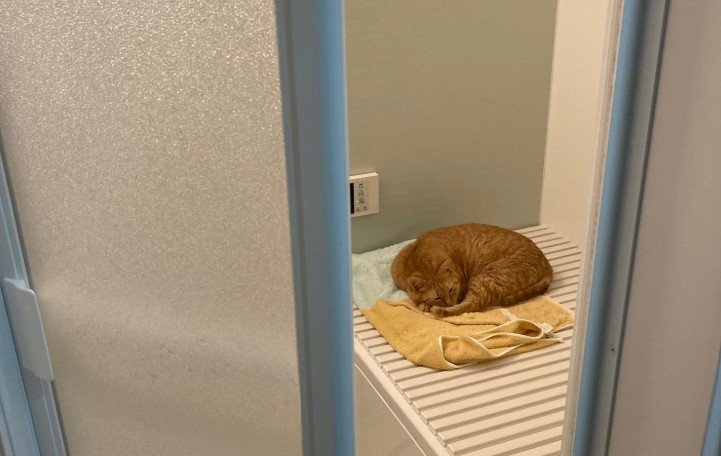 飼い主さんがお風呂に入ろうとすると思わぬ先客が！「冬場の猫ちゃんあるある」にほっこり