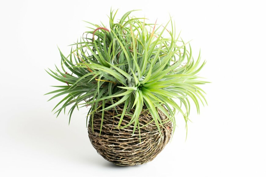 Kriang kan/Shutterstock.com