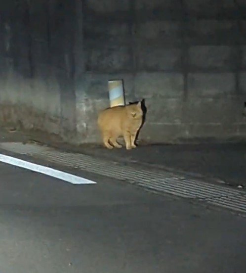 出所：@bnr3432015425