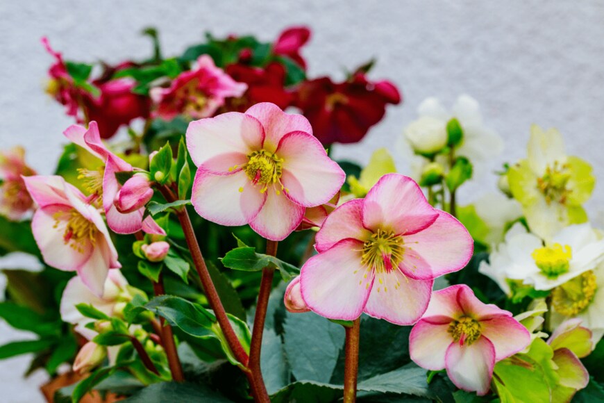 nnattalli/shutterstock.com