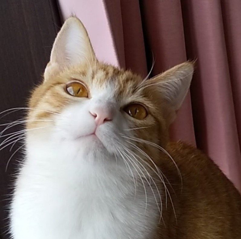 出所：@mero627puri914