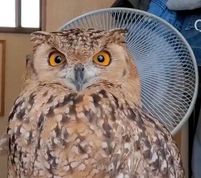 【眠たそうなフクロウ】本当に動画！？一点を見つめピクリとも動かずに睡魔と闘う！？フクロウの様子が面白すぎる！
