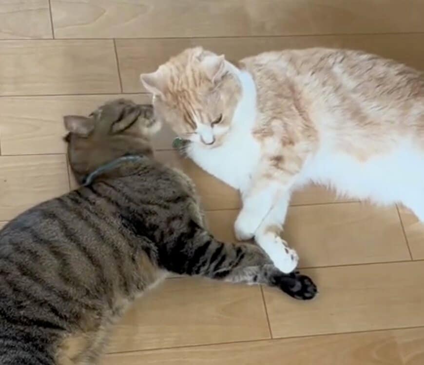 【驚き】「ニャンプロ」を始めた2匹の猫→「人間みたいな仲直り」に目を疑ってしまう