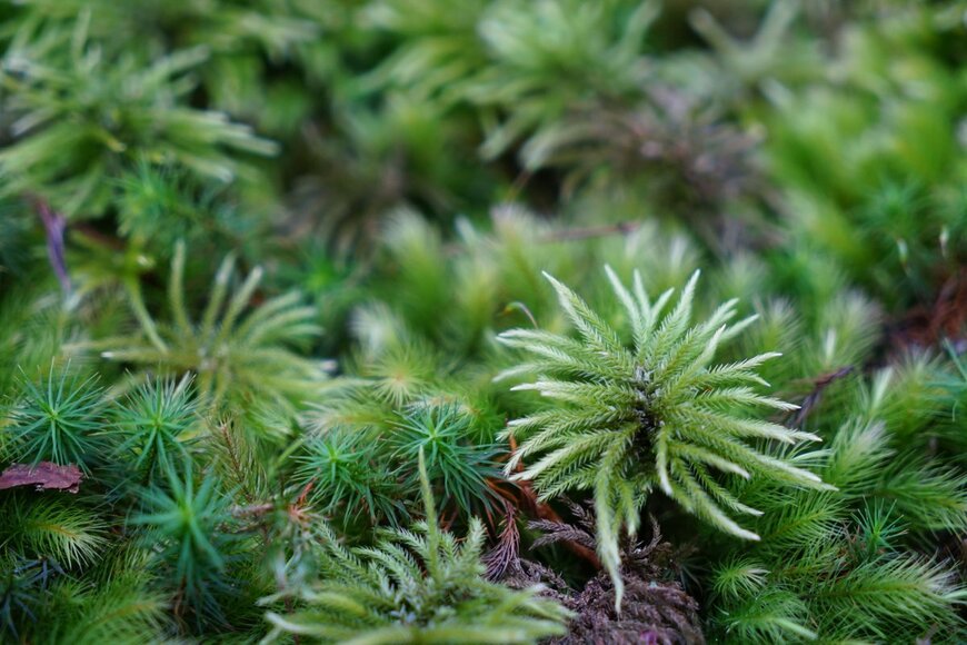 orangefish/shutterstock.com