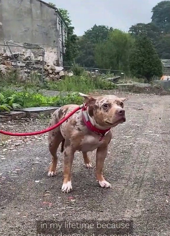 「もう子犬も、たらい回しも終わり」2歳で7つの家庭を渡り歩いてきた保護犬に転機