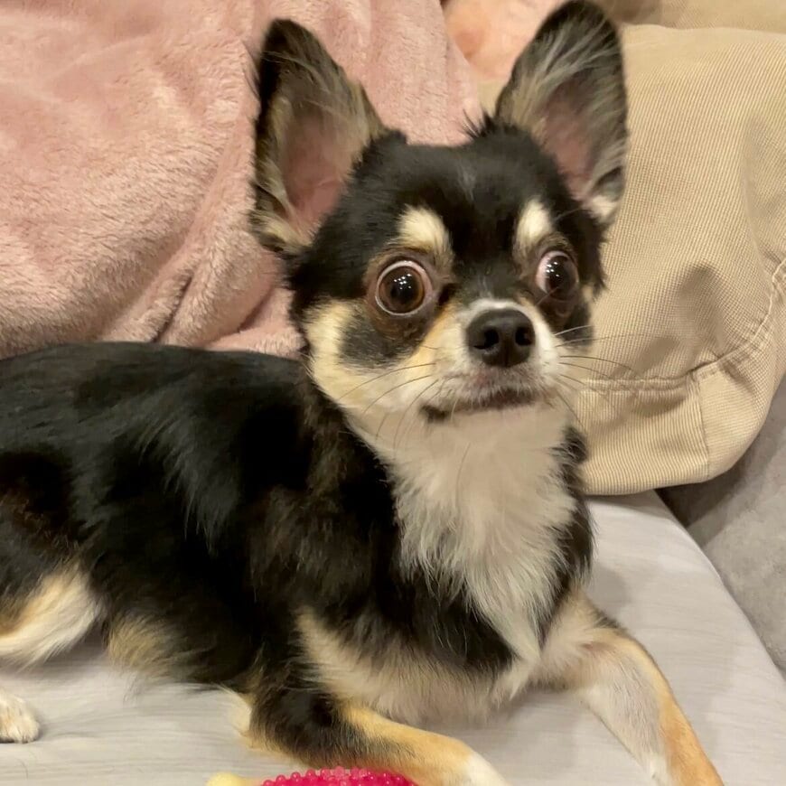 出所：@gomachihuahua