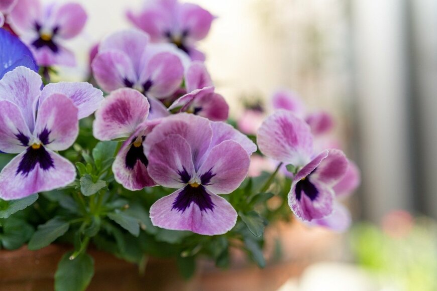 パンジー　cebergpicture/istockphoto.com