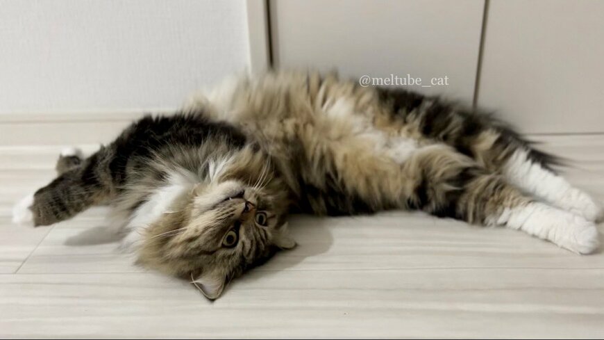 出所：@meltube_cat