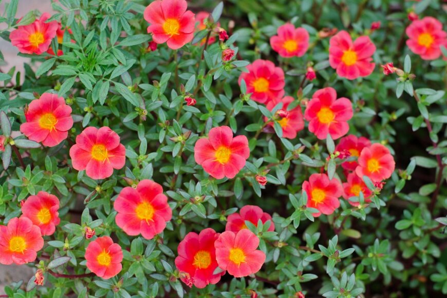 joloei/shutterstock.com