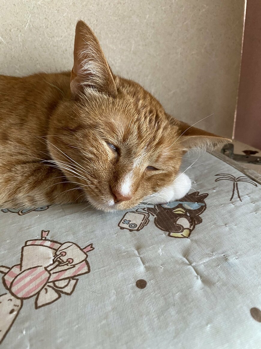 出所：@sumi_toshi_neko