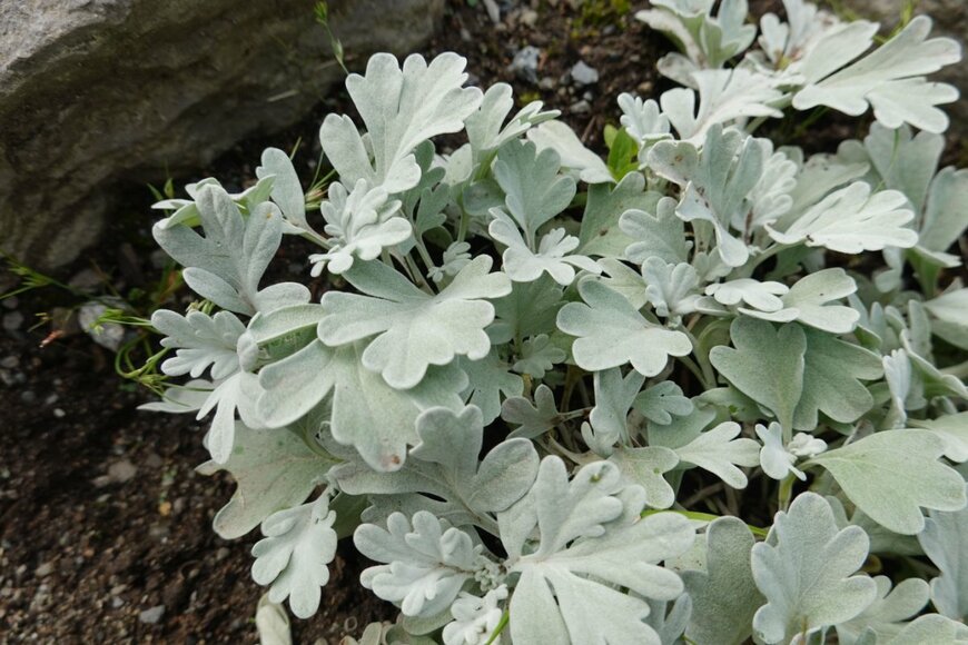 LifeisticAC/shutterstock.com